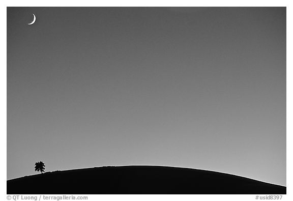 Pine on cinder cone and crescent moon, Craters of the Moon National Monument. Idaho, USA