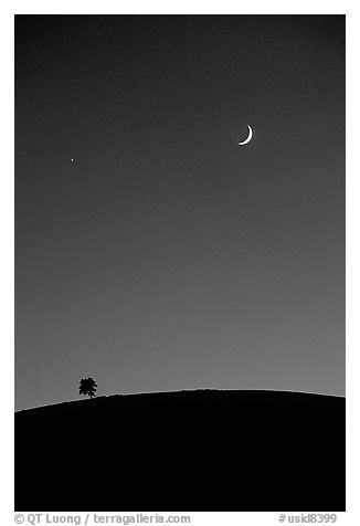 Tree on cinder cone curve, crescent moon, Craters of the Moon National Monument. Idaho, USA