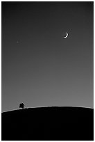 Tree on cinder cone curve, crescent moon, Craters of the Moon National Monument. Idaho, USA ( black and white)