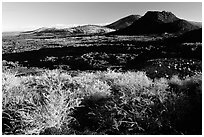 Brush in lava field, Craters of the Moon National Monument. Idaho, USA (black and white)