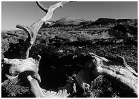 Fallen tree and lava field. Craters of the Moon National Monument and Preserve, Idaho, USA ( black and white)