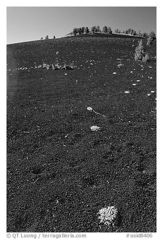 Dwarf buckwheat growing in arid cinder. Craters of the Moon National Monument and Preserve, Idaho, USA (black and white)