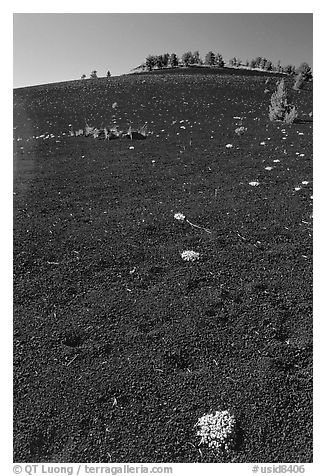 Shrubs growing in cinder, Craters of the Moon National Monument. Idaho, USA