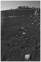 Shrubs growing in cinder, Craters of the Moon National Monument. Idaho, USA (black and white)