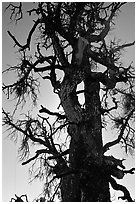 Backlit tree skeleton. Craters of the Moon National Monument and Preserve, Idaho, USA ( black and white)