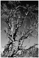 Tree skeleton. Craters of the Moon National Monument and Preserve, Idaho, USA ( black and white)