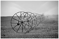 Irrigation wheels spraying water. Idaho, USA (black and white)