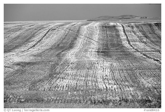 Field. Idaho, USA (black and white)