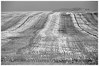 Field. Idaho, USA ( black and white)