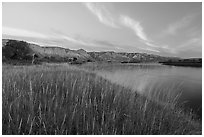 Grassy riverbank at dawn, Wood Bottom. Upper Missouri River Breaks National Monument, Montana, USA ( black and white)