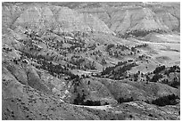 Conifers and badlands. Upper Missouri River Breaks National Monument, Montana, USA ( black and white)