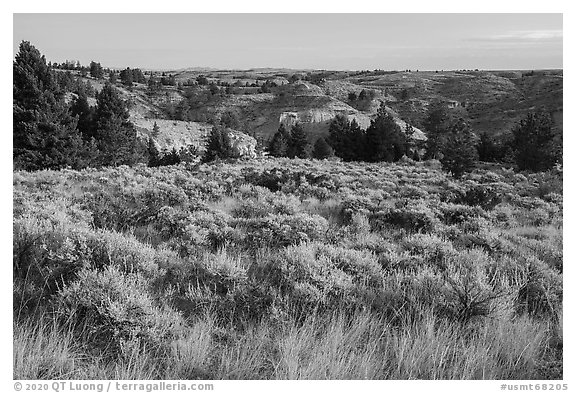 Grasses, sagebrush, and badlands. Upper Missouri River Breaks National Monument, Montana, USA