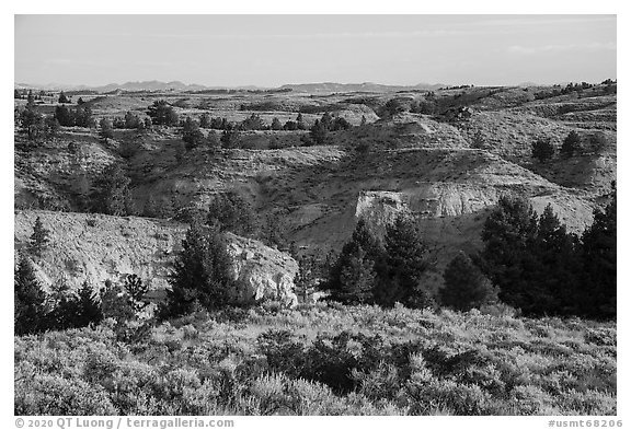 Sagebrush, conifers, and badlands. Upper Missouri River Breaks National Monument, Montana, USA