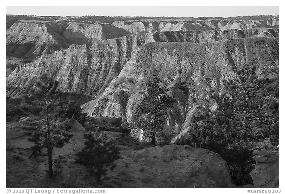 Pine trees and ridges of badlands. Upper Missouri River Breaks National Monument, Montana, USA