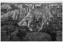 Pine trees and ridges of badlands. Upper Missouri River Breaks National Monument, Montana, USA ( black and white)