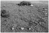 Tepee ring. Upper Missouri River Breaks National Monument, Montana, USA ( black and white)