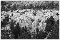 Sandstone pinnacles and pine trees. Upper Missouri River Breaks National Monument, Montana, USA ( black and white)