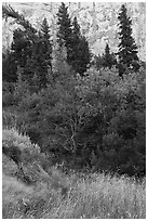 Vegetation in autumn at the base of cliff, Neat Coulee. Upper Missouri River Breaks National Monument, Montana, USA ( black and white)