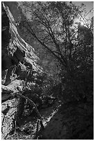 Tree in Neat Coulee slot canyon. Upper Missouri River Breaks National Monument, Montana, USA ( black and white)