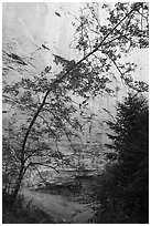 Tree and sandstone walls, Neat Coulee. Upper Missouri River Breaks National Monument, Montana, USA ( black and white)