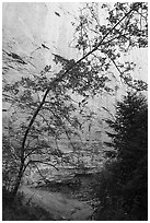 Tree and sandstone walls, Neat Coulee. Upper Missouri River Breaks National Monument, Montana, USA ( black and white)