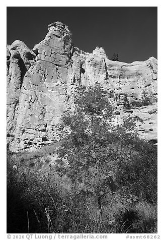 Tree in fall foliage in Neat Coulee canyon. Upper Missouri River Breaks National Monument, Montana, USA (black and white)