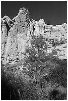 Tree in fall foliage in Neat Coulee canyon. Upper Missouri River Breaks National Monument, Montana, USA ( black and white)