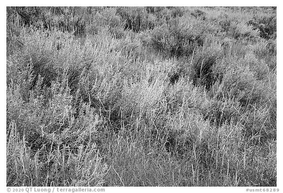 Close up of grasses and shrubs. Upper Missouri River Breaks National Monument, Montana, USA