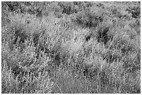 Close up of grasses and shrubs. Upper Missouri River Breaks National Monument, Montana, USA ( black and white)