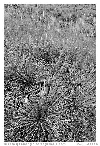 Close up of succulent plant and grasses. Upper Missouri River Breaks National Monument, Montana, USA