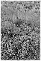 Close up of succulent plant and grasses. Upper Missouri River Breaks National Monument, Montana, USA ( black and white)
