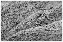 Hill ridges. Upper Missouri River Breaks National Monument, Montana, USA ( black and white)