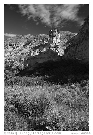 Sotol and sandstone pinnacle. Upper Missouri River Breaks National Monument, Montana, USA