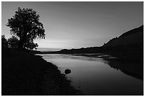 Cottonwood tree and cliffs at sunrise. Upper Missouri River Breaks National Monument, Montana, USA ( black and white)