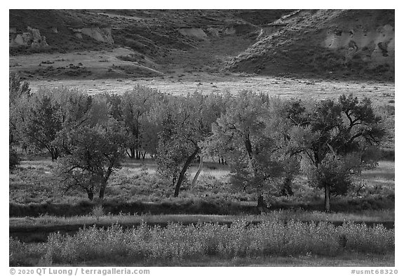 Cottonwood trees in autumn foliage. Upper Missouri River Breaks National Monument, Montana, USA (black and white)