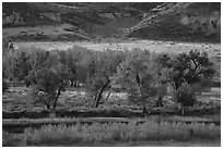 Cottonwood trees in autumn foliage. Upper Missouri River Breaks National Monument, Montana, USA ( black and white)