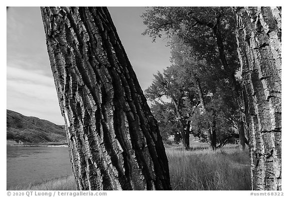 Cottonwood tree trunks. Upper Missouri River Breaks National Monument, Montana, USA