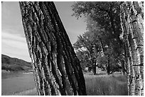 Cottonwood tree trunks. Upper Missouri River Breaks National Monument, Montana, USA ( black and white)