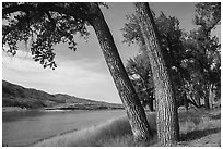 Mature cottonwood trees. Upper Missouri River Breaks National Monument, Montana, USA ( black and white)