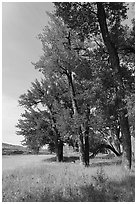 Grasses and cottonwood trees in the fall. Upper Missouri River Breaks National Monument, Montana, USA ( black and white)