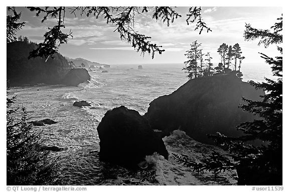 Coastline and trees, late afternoon, Samuel Boardman State Park. Oregon, USA (black and white)