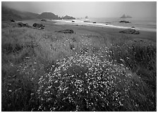 Flowers, grasses, and off-shore rocks in the fog. Oregon, USA (black and white)