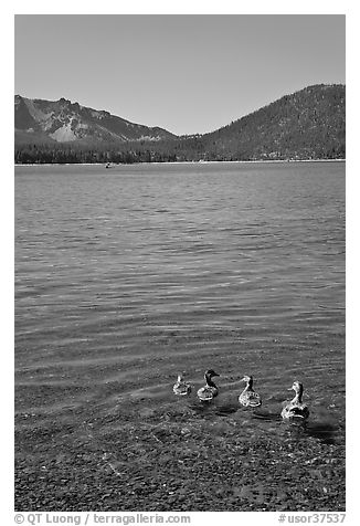 Ducks on shore of East Lake. Newberry Volcanic National Monument, Oregon, USA (black and white)