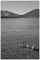 Ducks on shore of East Lake. Newberry Volcanic National Monument, Oregon, USA ( black and white)