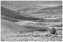 Sagebrush and ash hills. John Day Fossils Bed National Monument, Oregon, USA (black and white)