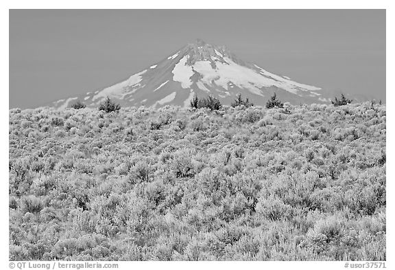 Mt Hood above sagebrush-covered plateau. Oregon, USA (black and white)