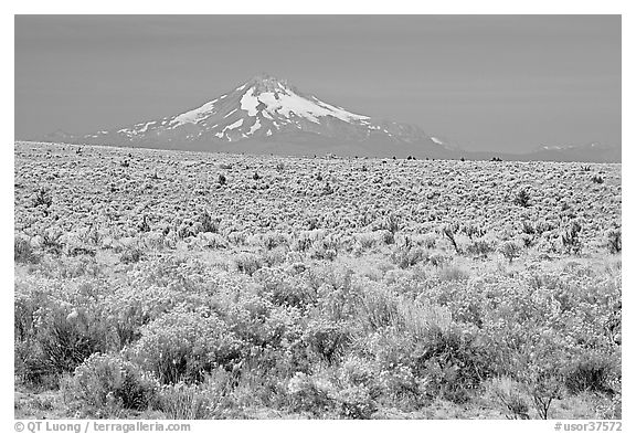 Sagebrush desert and Mt Hood. Oregon, USA (black and white)