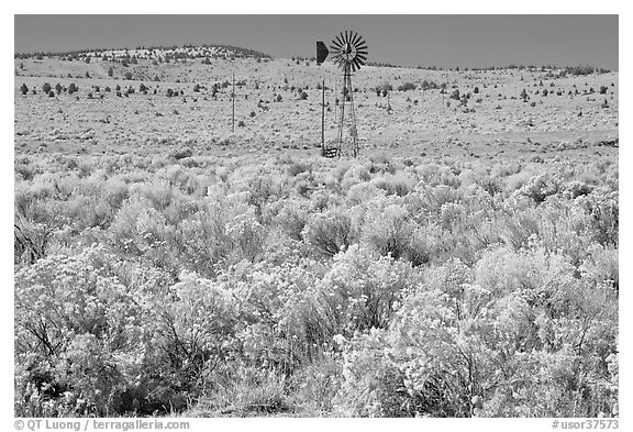 Windmill and  sagebrush. Oregon, USA (black and white)