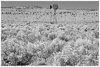 Windmill and  sagebrush. Oregon, USA ( black and white)