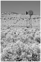 Sagebrush slopes and windmill. Oregon, USA ( black and white)